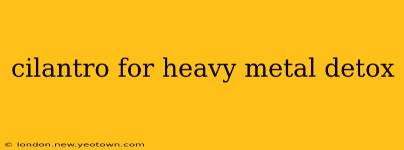 cilantro for heavy metal detox