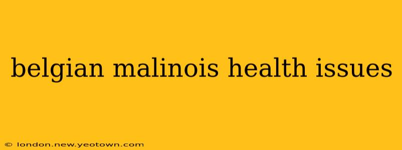 belgian malinois health issues