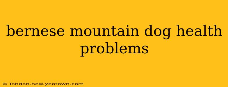 bernese mountain dog health problems