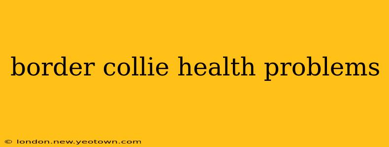 border collie health problems
