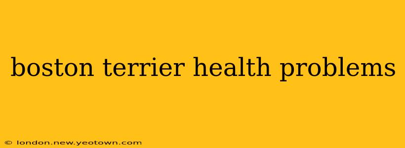 boston terrier health problems