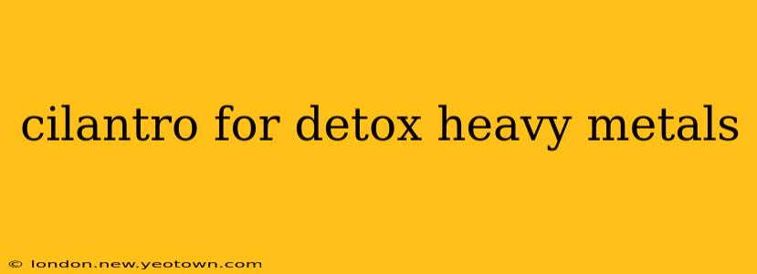 cilantro for detox heavy metals