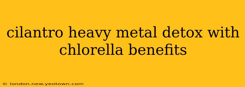 cilantro heavy metal detox with chlorella benefits