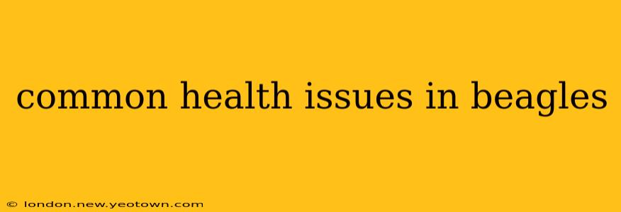 common health issues in beagles