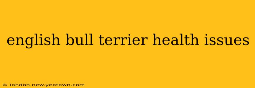 english bull terrier health issues