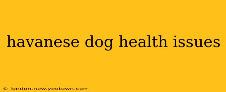 havanese dog health issues