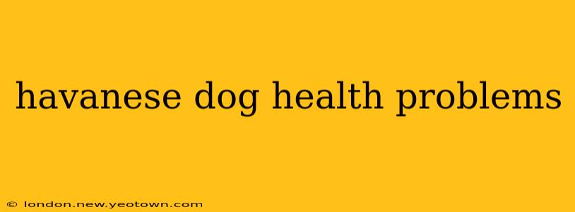 havanese dog health problems