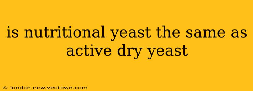 is nutritional yeast the same as active dry yeast