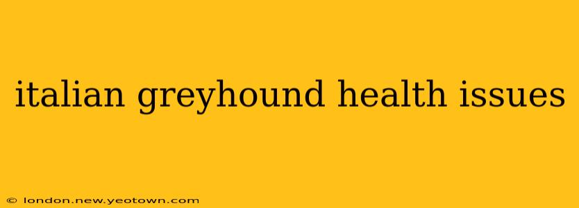 italian greyhound health issues