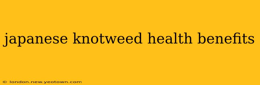 japanese knotweed health benefits