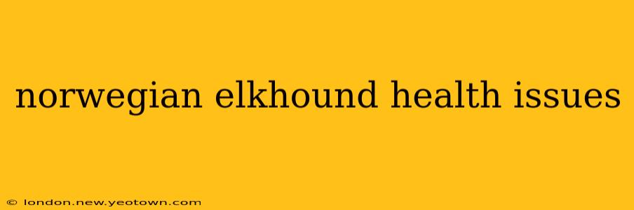 norwegian elkhound health issues