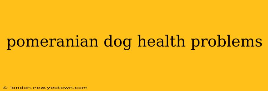 pomeranian dog health problems