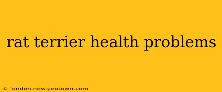 rat terrier health problems