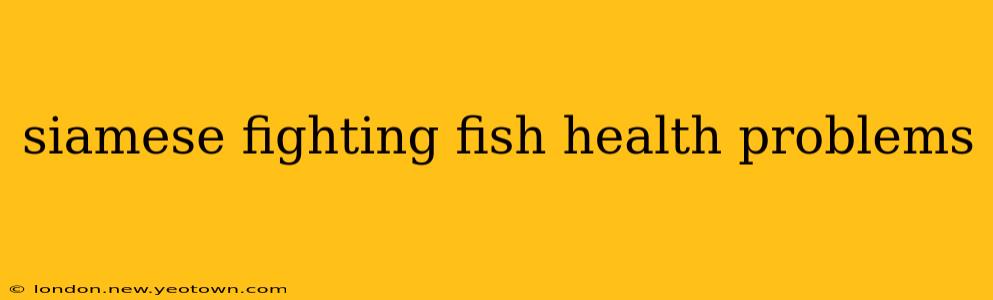 siamese fighting fish health problems