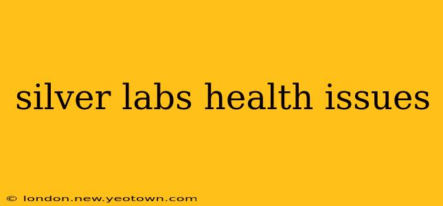 silver labs health issues