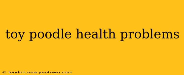 toy poodle health problems