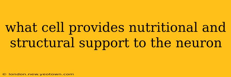 what cell provides nutritional and structural support to the neuron